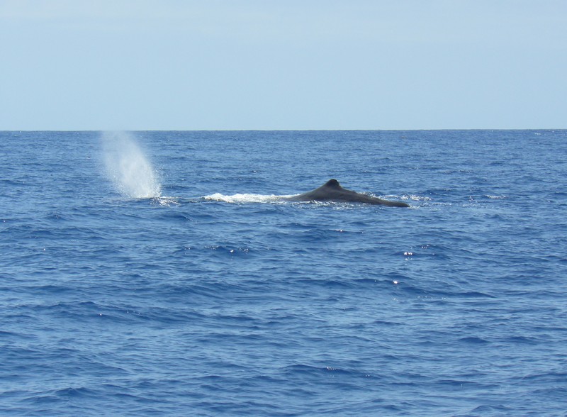 245l