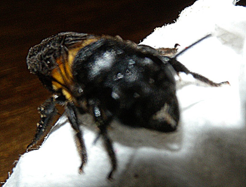 381l