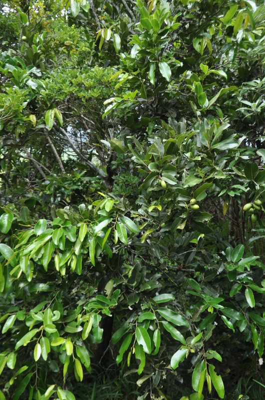 525l