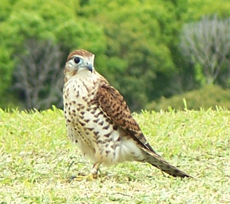 533l