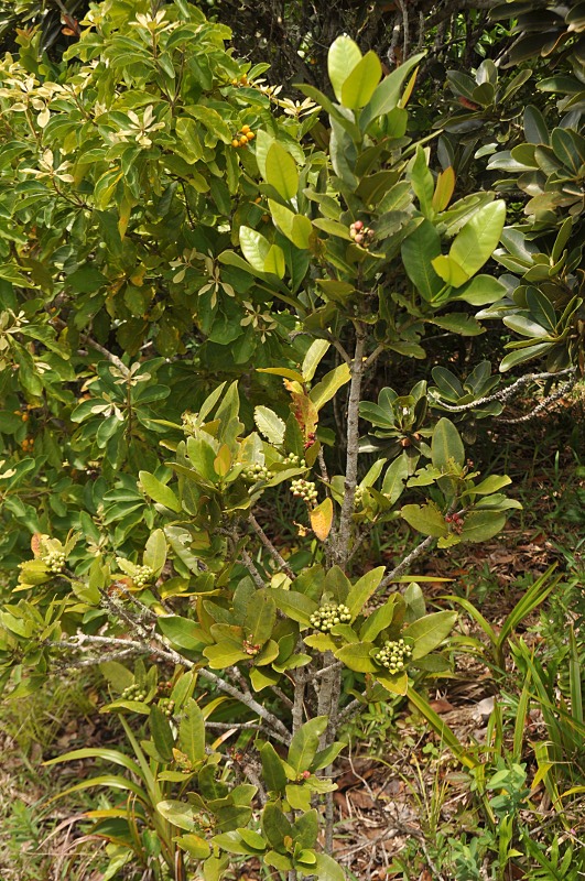 581l