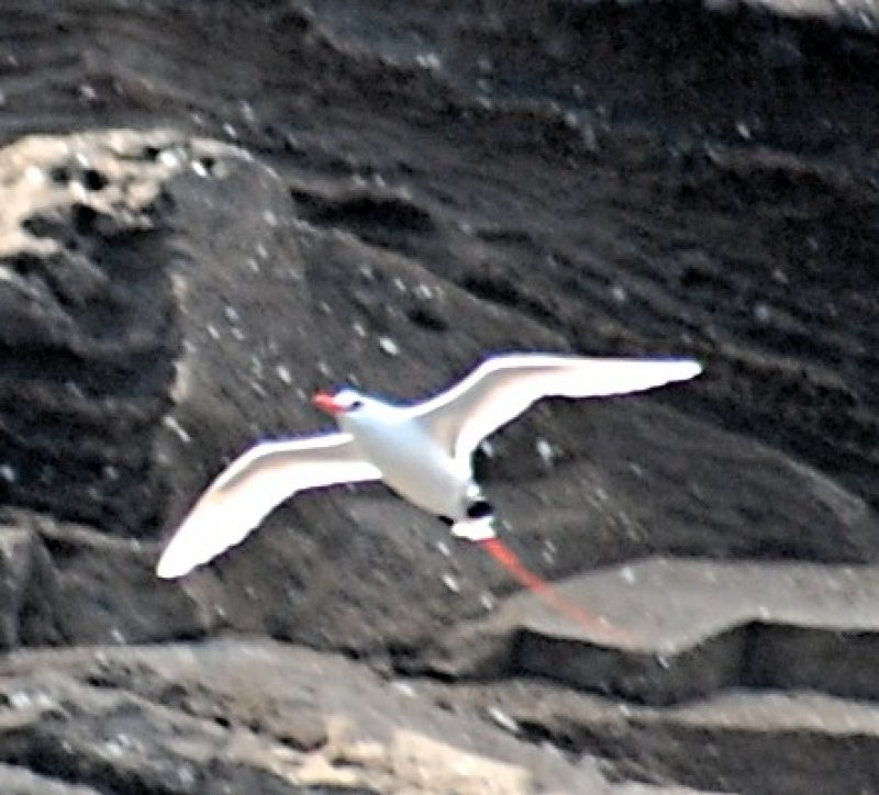 785l