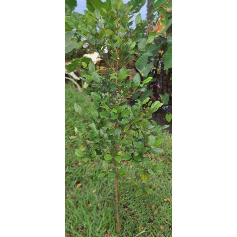 956l